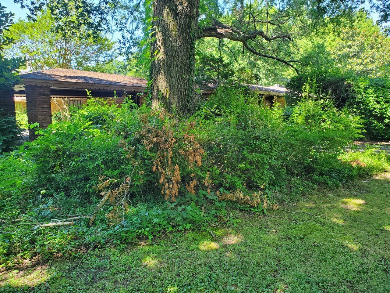 Overgrown shrubs surround a tree in a grassy yard, with a brick structure visible in the background.