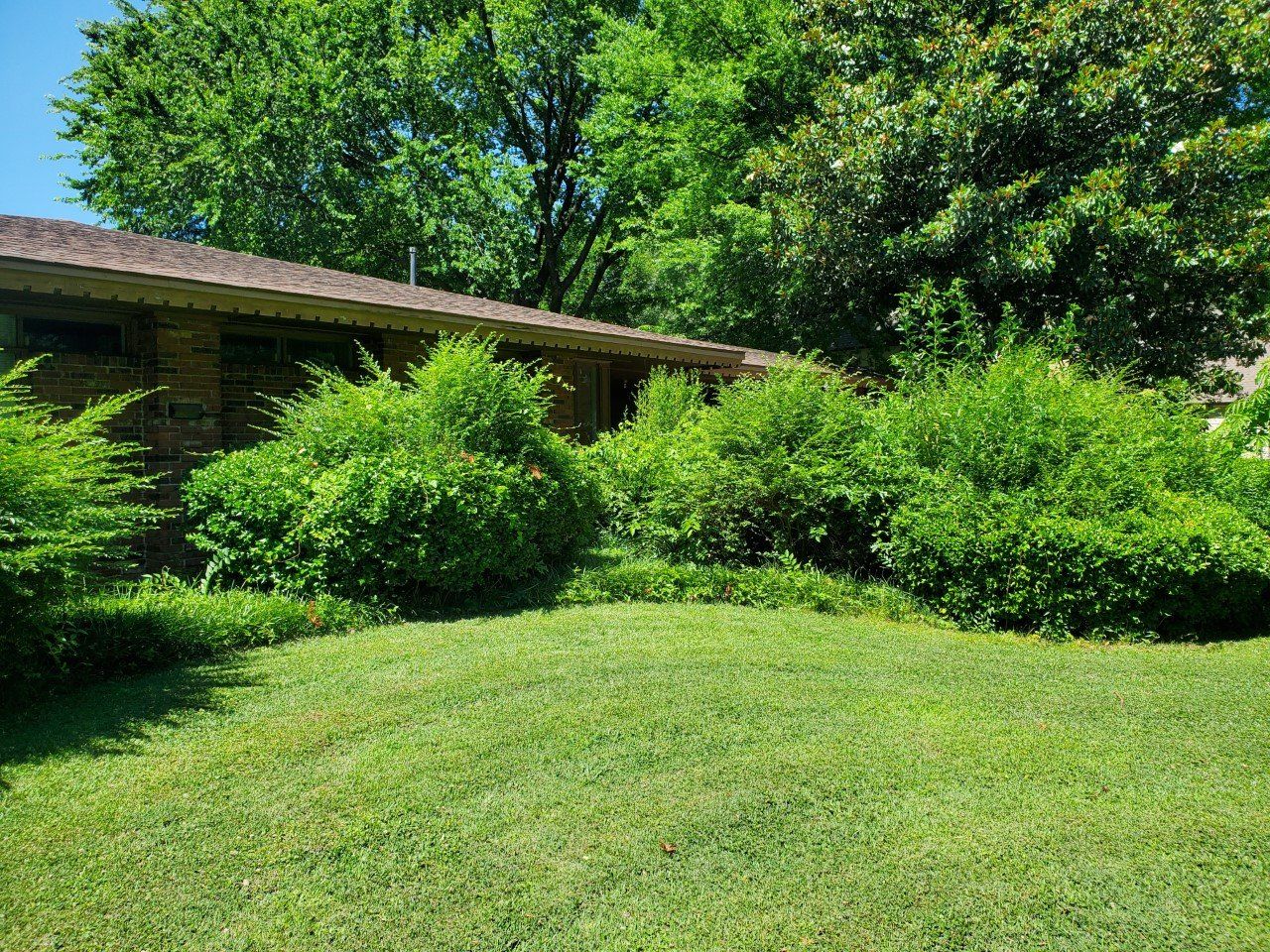 Green bushes in front of a brick house with green grass in the foreground.