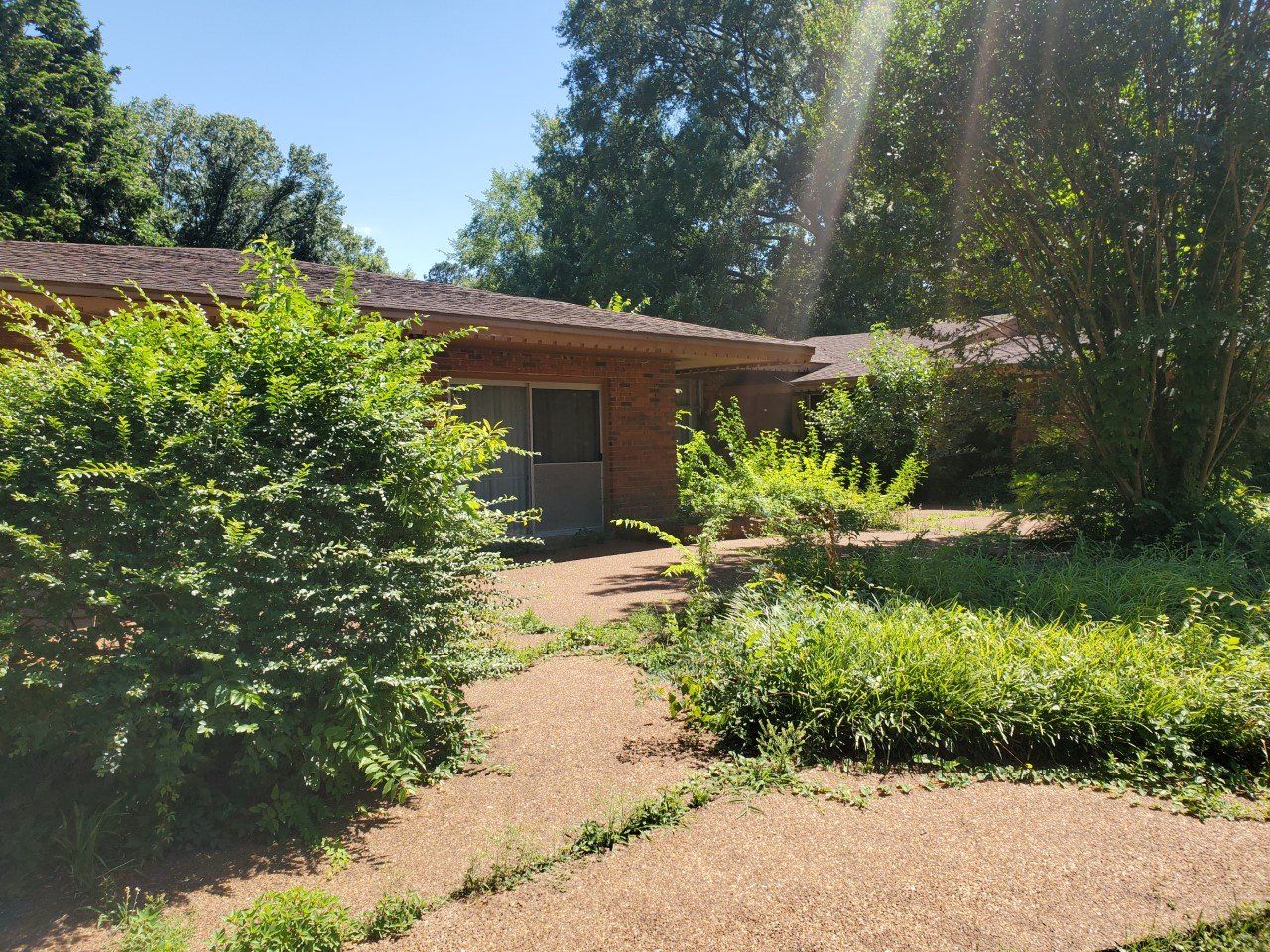 Overgrown yard in front of a single-story brick house with bushes, trees, and a sunlit sky.