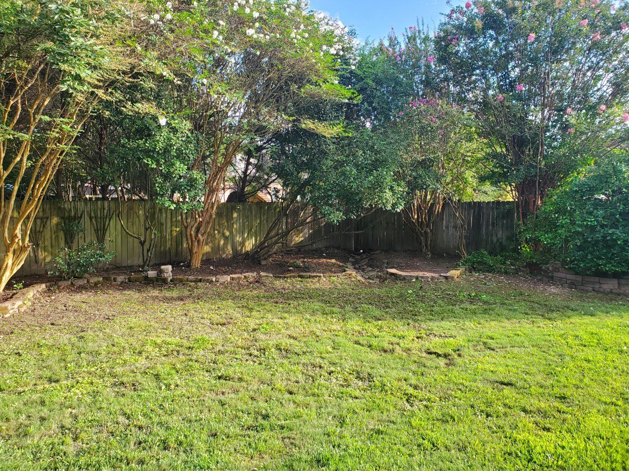 Backyard scene with green grass, trees, and a wooden fence.