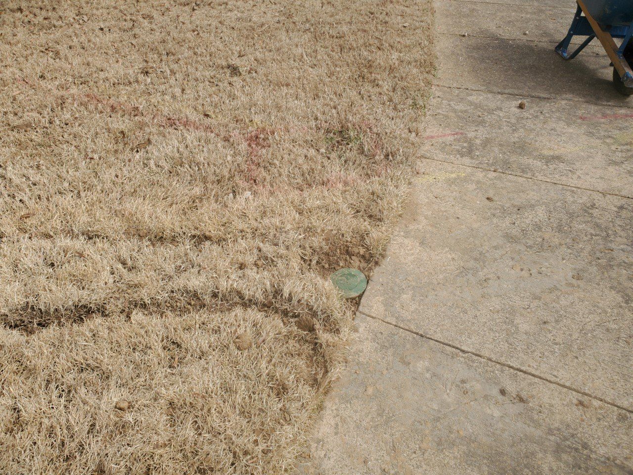 Dry, brown grass next to a concrete sidewalk with a green sprinkler head visible.