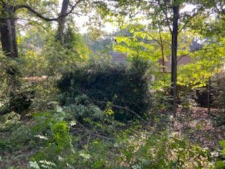 A thick, green, overgrown hedge in a sunny wooded area with trees.