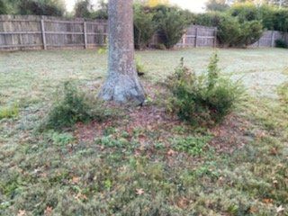 A tree trunk with shrubs in a yard, surrounded by grass and a wooden fence.