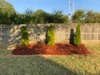 Three arborvitae trees planted in a mulched bed, against a wooden fence.