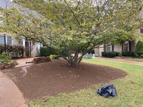 Tree with brown mulch base in front yard, houses in background, black trash bag on grass.