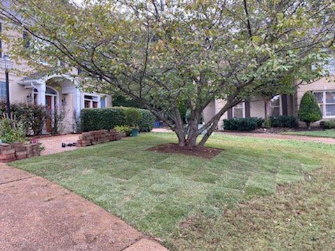 Lawn with recently laid sod in front of a two-story house. A mature tree shades the grass.