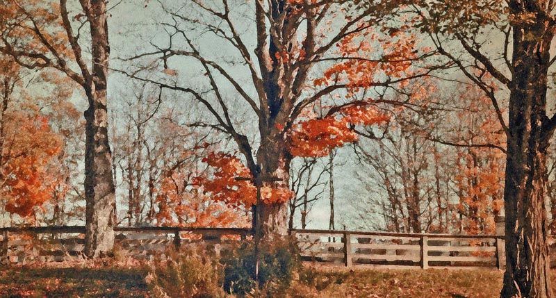 a painting of a wooden fence surrounded by trees in autumn in Braintree, VT