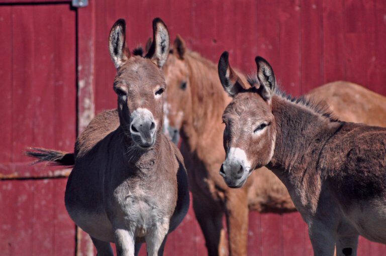donkeys