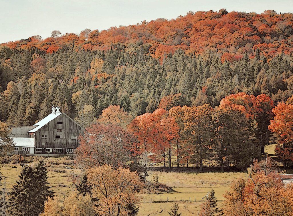 a barn sits in the middle of a forest