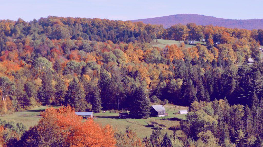 a house sits in the middle of a forest in Greensboro Bend, VT