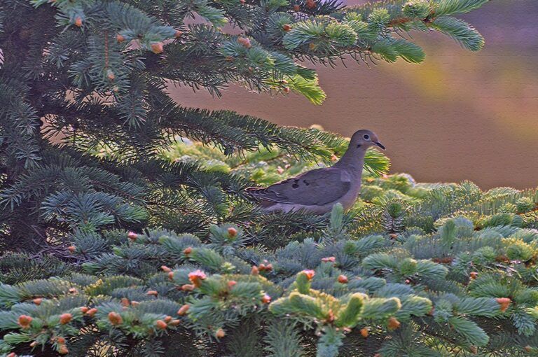 mourning dove