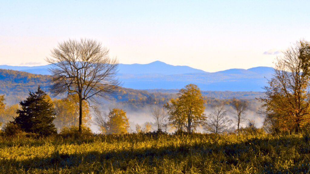 trees in a field with mountains in the background