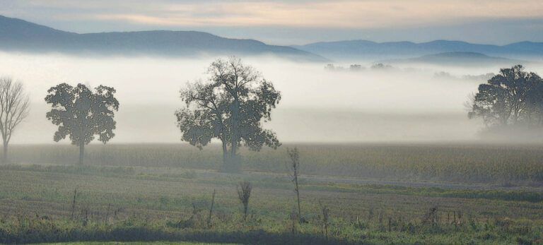a foggy field with trees and mountains in the background