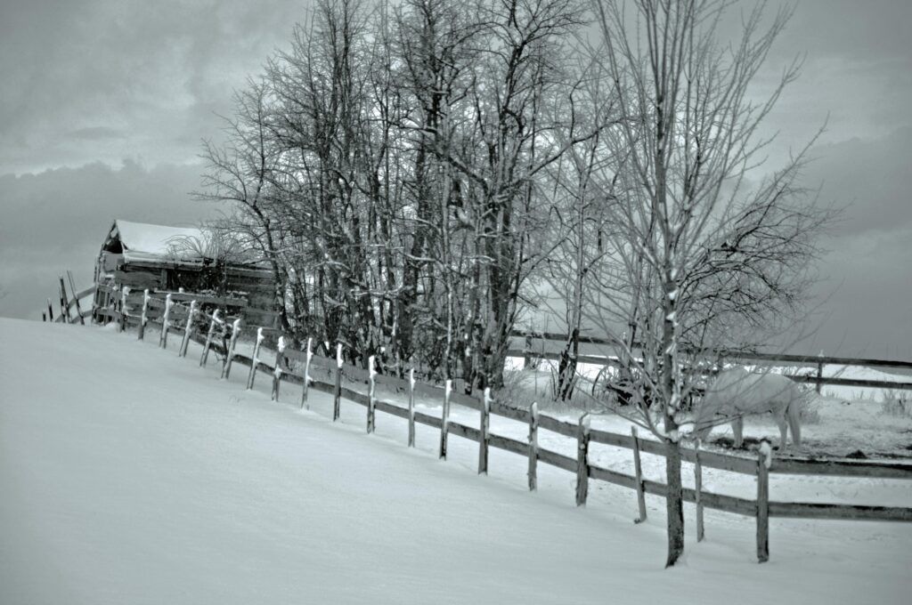 a black and white photo of a snowy fence and trees in Weybridge, VT