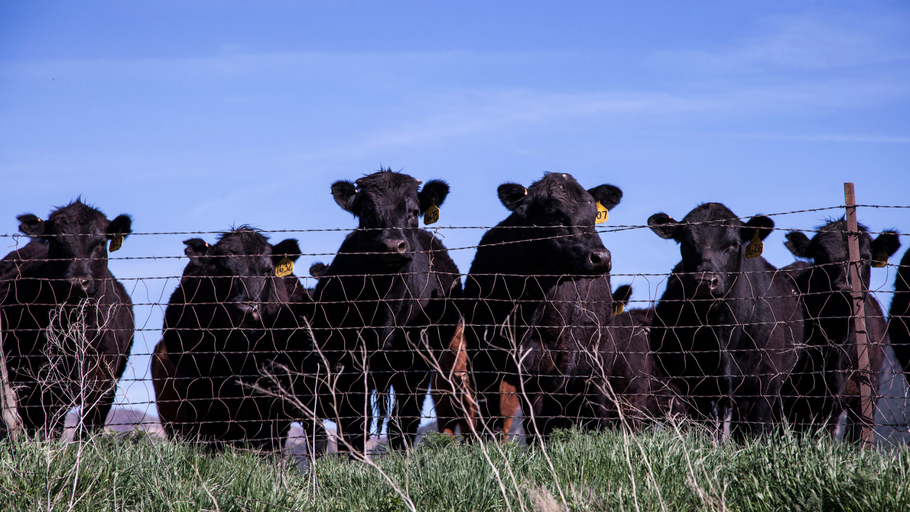 A herd of cows standing behind a barbed wire fence.