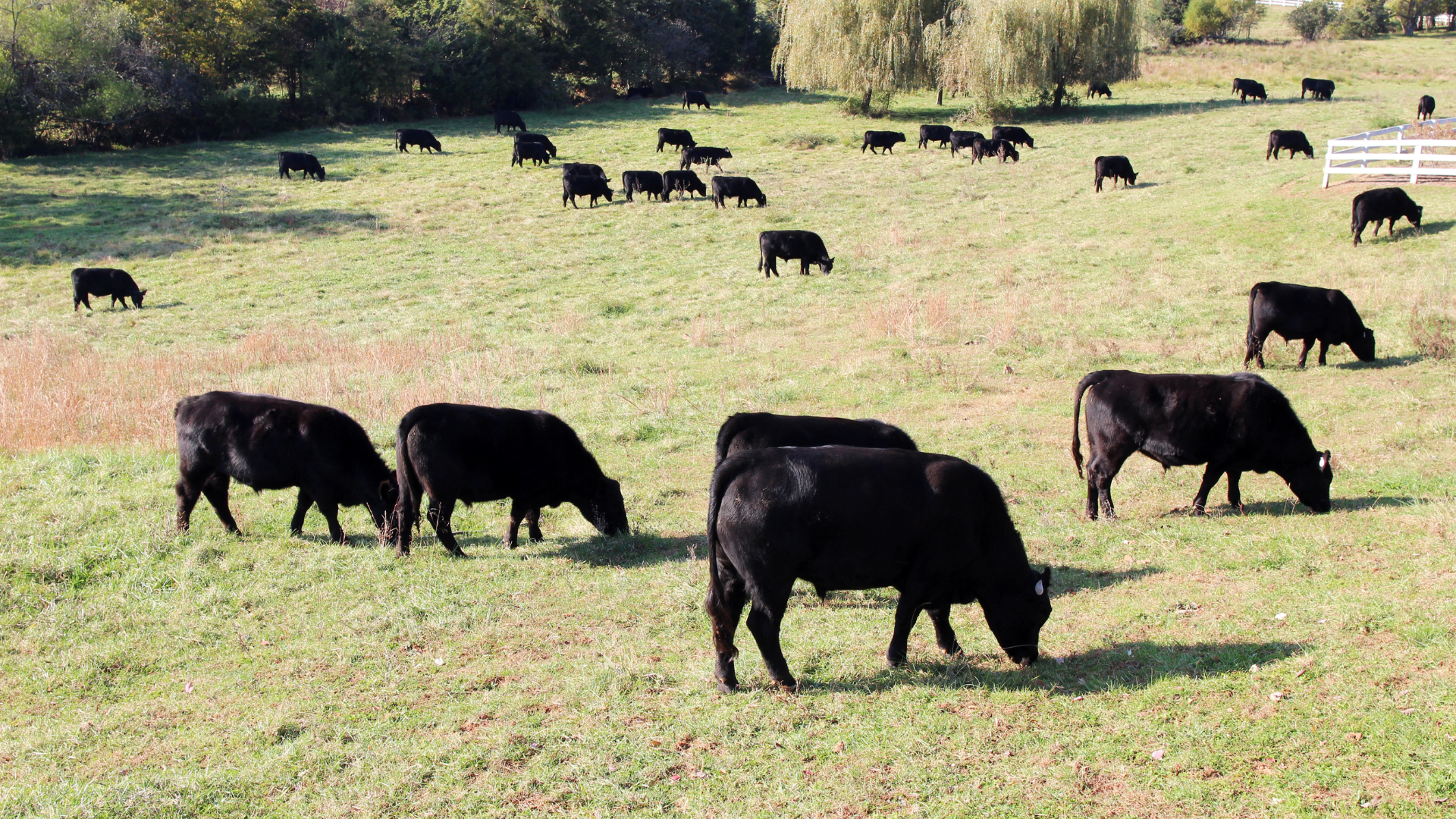 A herd of black cows grazing in a grassy field