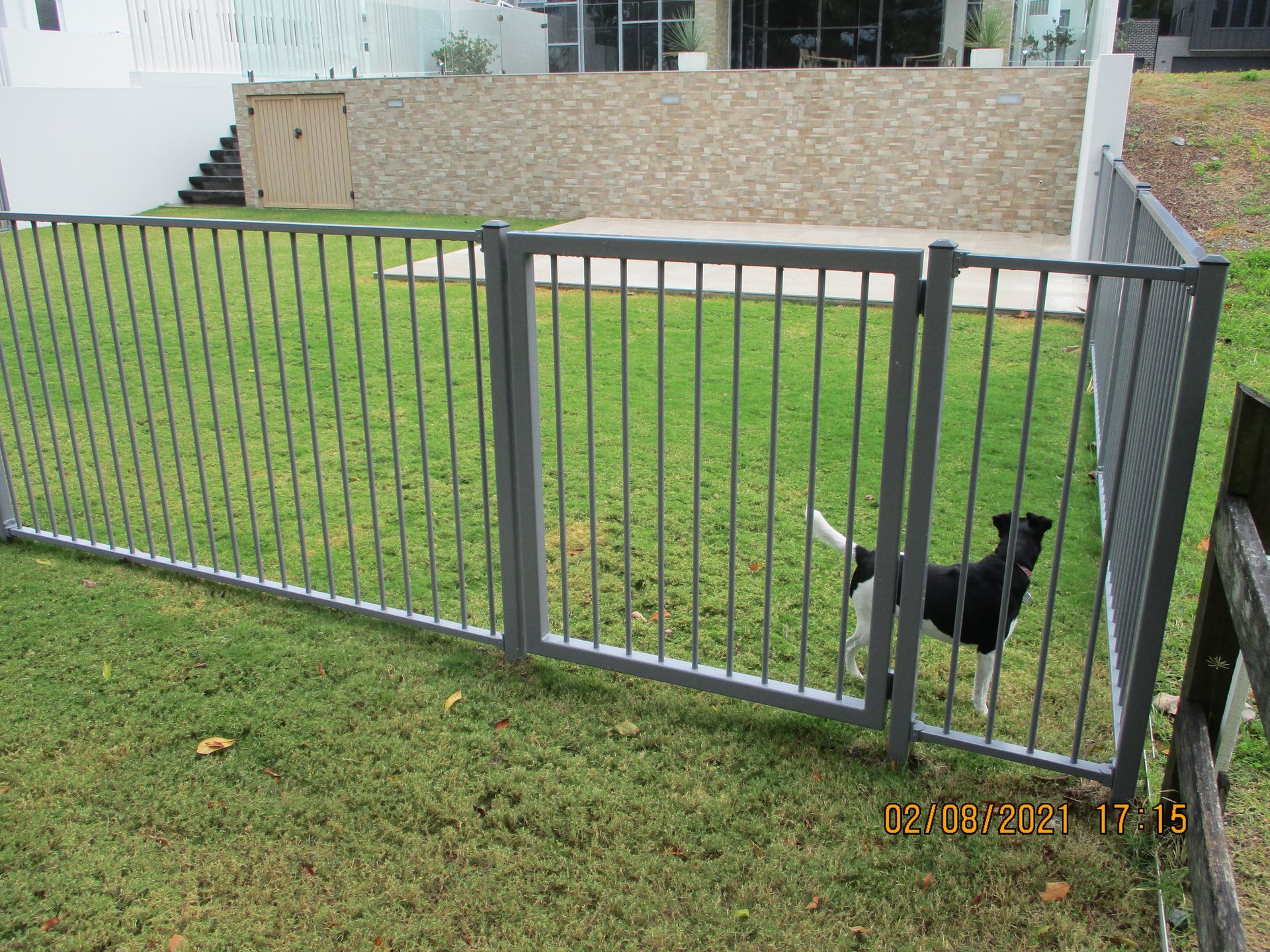 A dog is standing behind a metal fence in a yard — Fabricator In Coffs Harbour, NSW