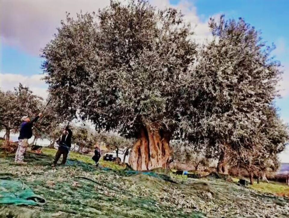 Coltivazione di ulivi