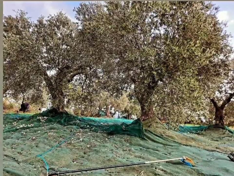 Azienda agricola lucana