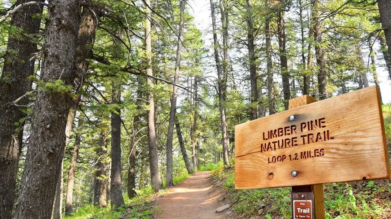 A wooden sign in the middle of a forest says under pine nature trail.