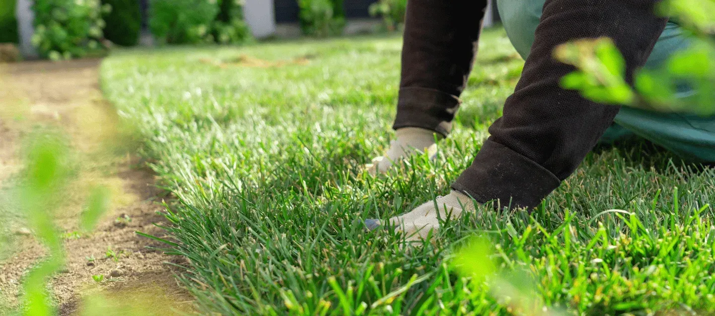sod installation services in massapequa ny