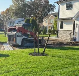 tree installation and transplanting in massapequa ny
