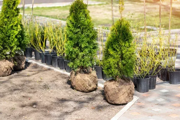 tree installation in massapequa ny
