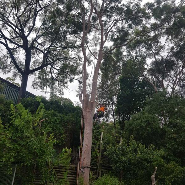 Tree care