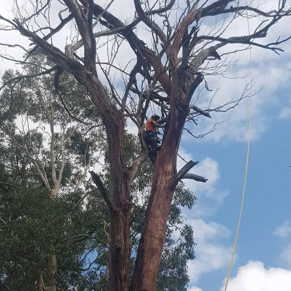 Arborist consulting