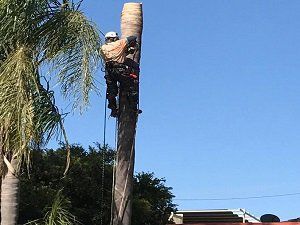 Tree removal