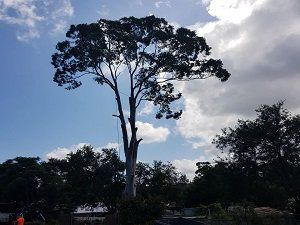 Tree pruning