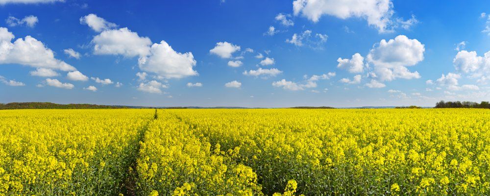 Semis parcelles Travaux Agricoles Picardie