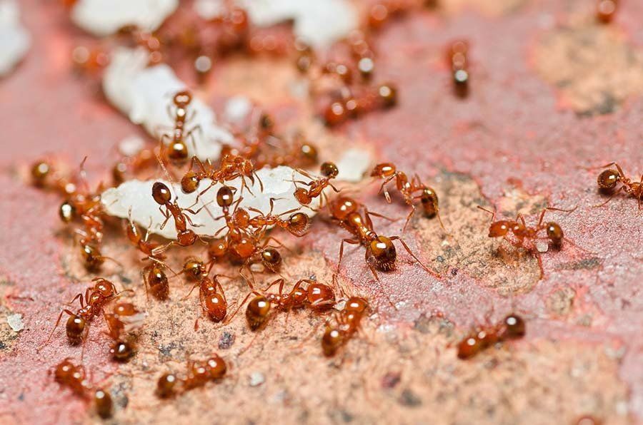 fire ant teamwork in nature or in the garden