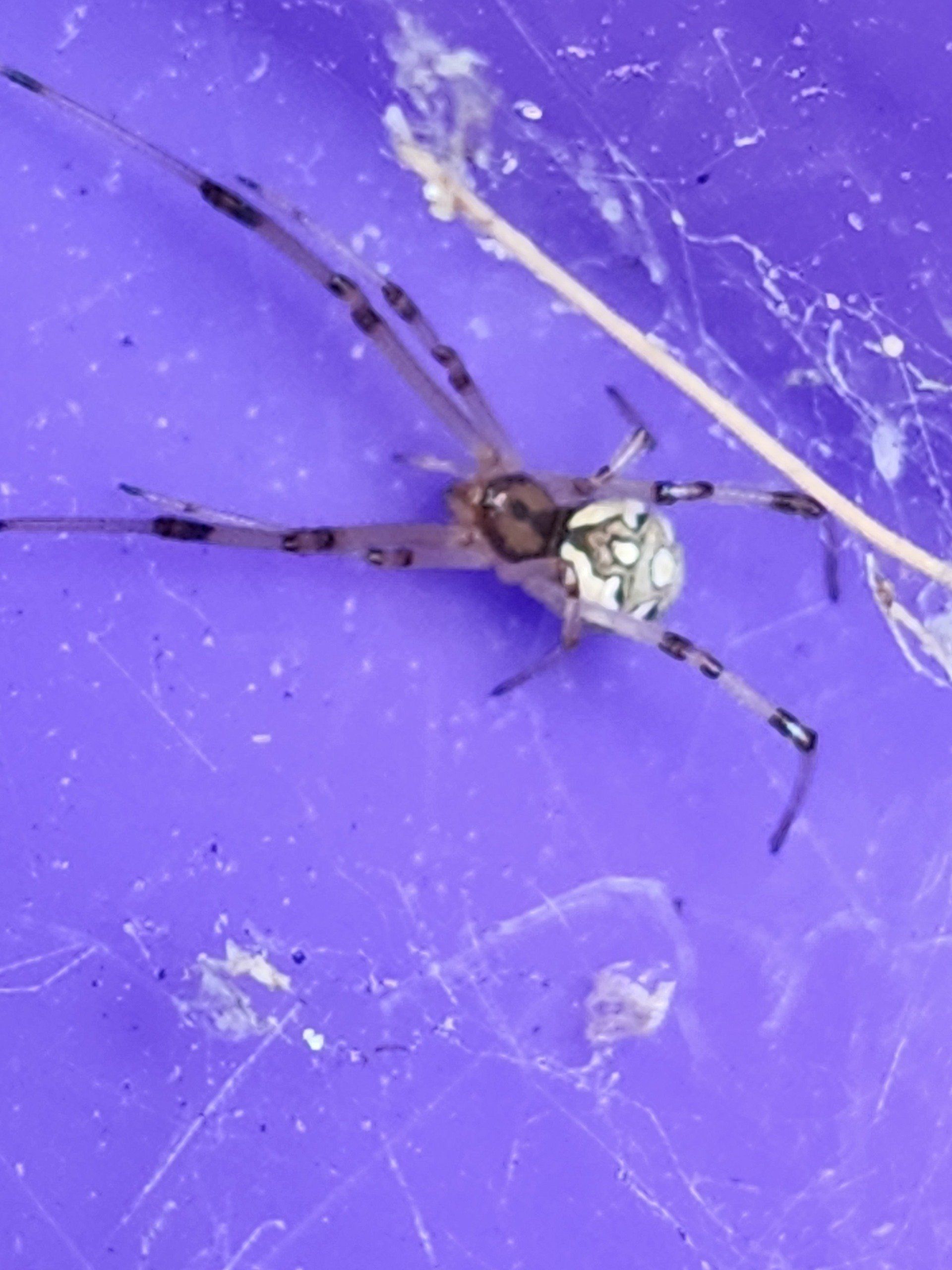 Gallery Payne Pest Solutions