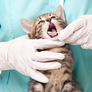 tooth checkup for a cat
