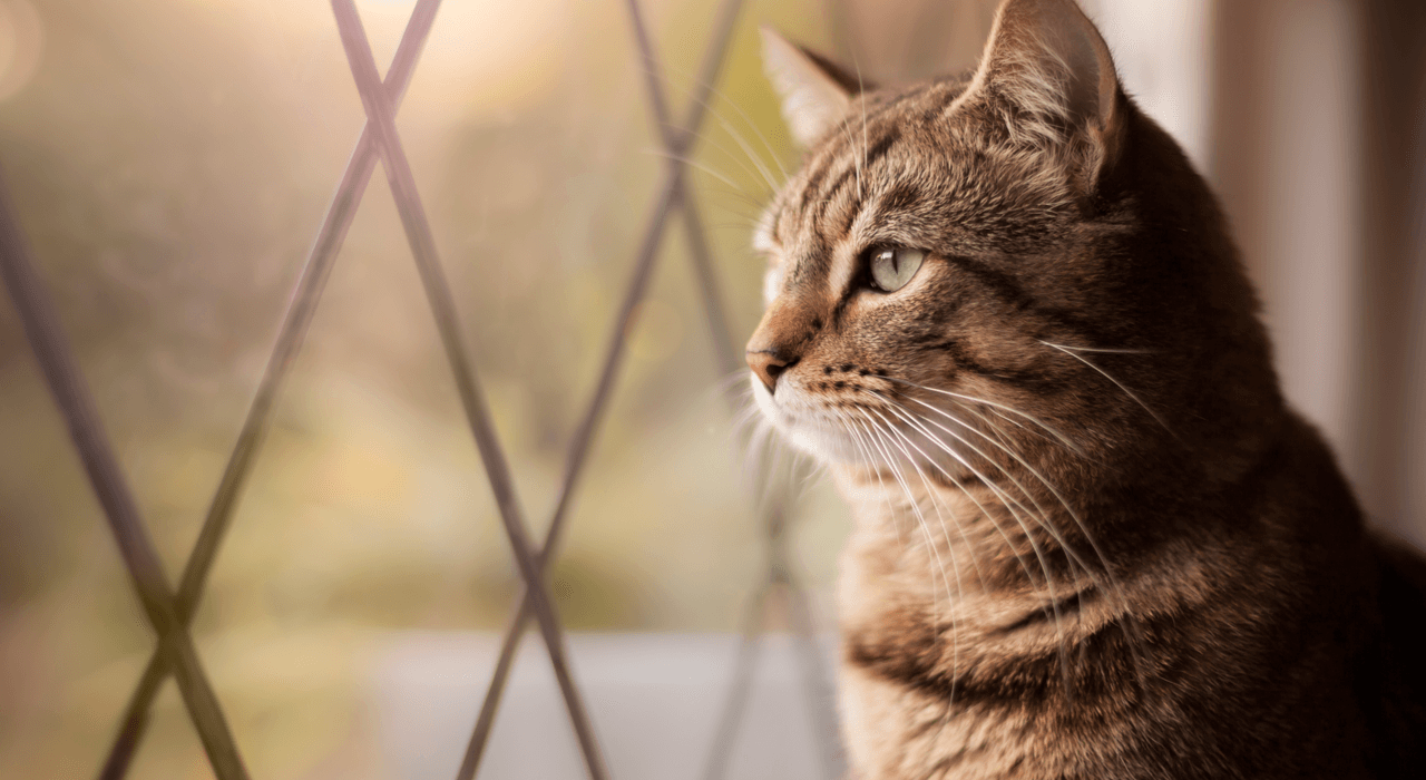 a stunning cat looking outside the window