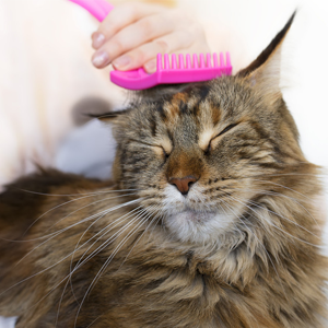 grooming session for a cat
