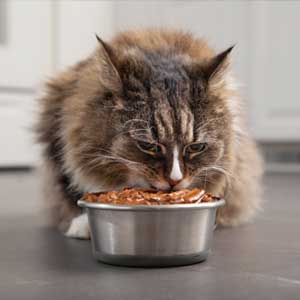 a cat eating its food from the bowl