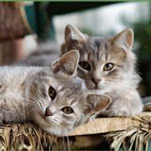 a pair of cute kittens