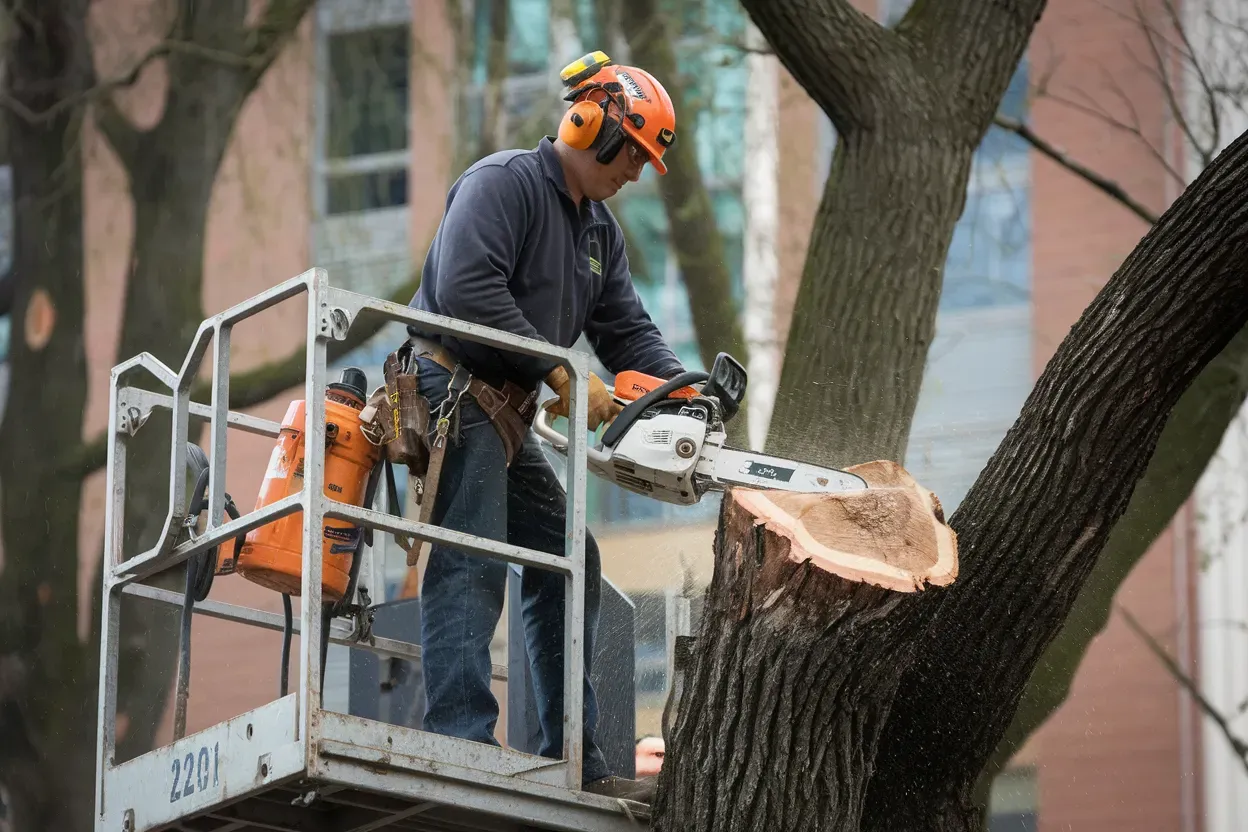 A man is cutting a tree with a chainsaw.