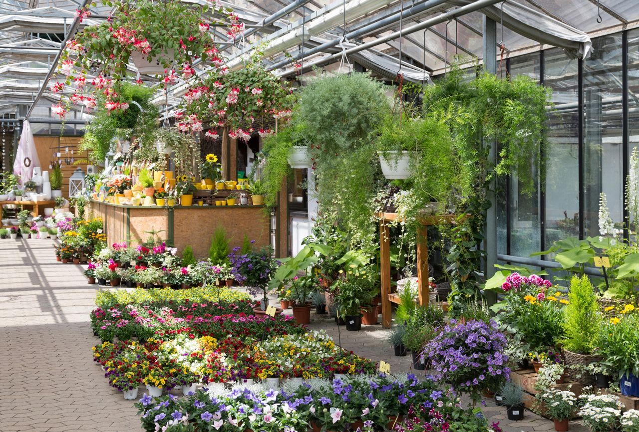 Greenhouse Plants — Hilo, HI — Garden Exchange Ltd