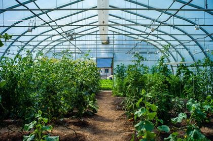 View Inside The Greenhouse — Hilo, HI — Garden Exchange Ltd