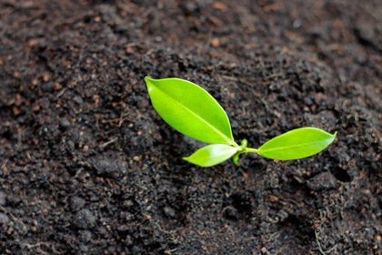 Plant Fertilizers — Hilo, HI — Garden Exchange Ltd