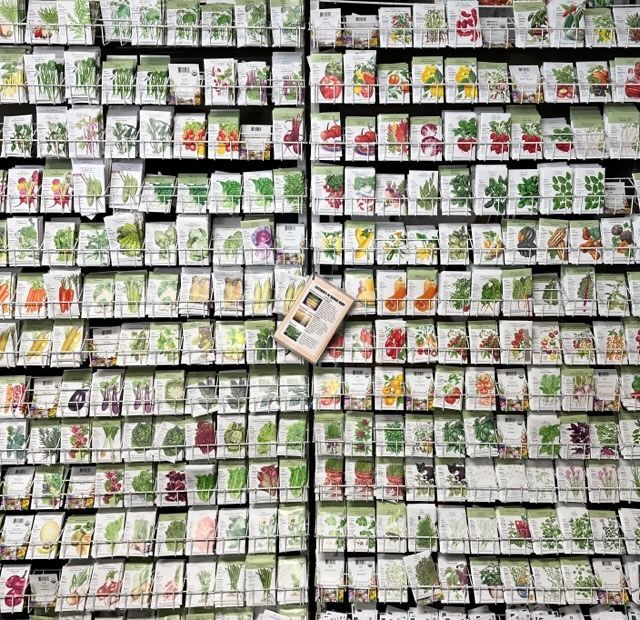 Palm Tree — Hilo, HI — Garden Exchange Ltd