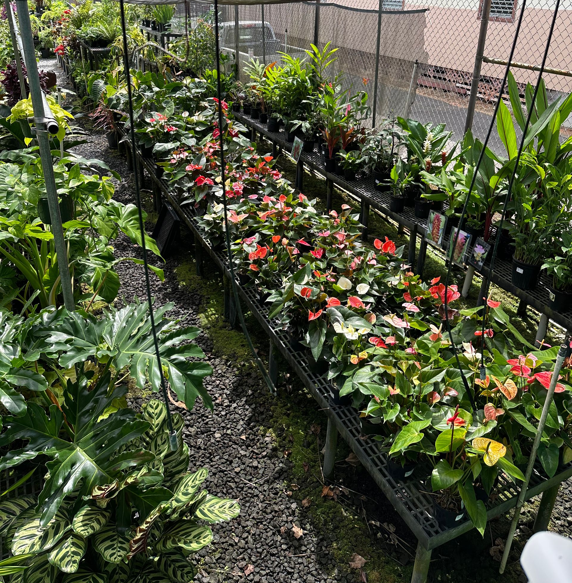 Garden Seed — Hilo, HI — Garden Exchange Ltd