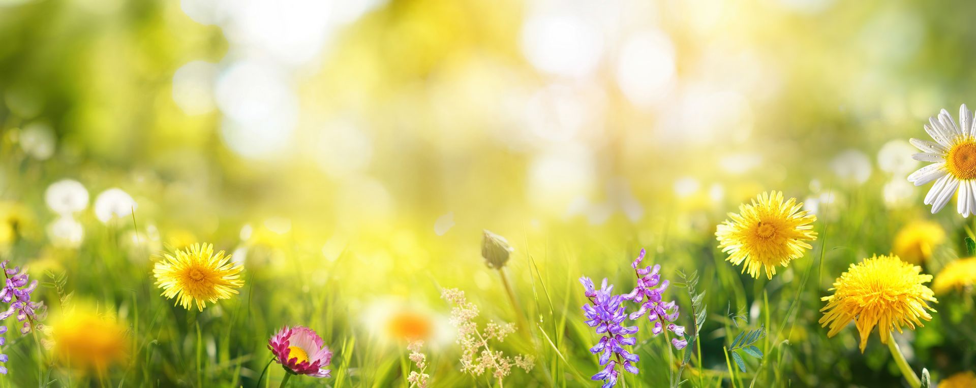 Outside view of Spring flowers in Florida.