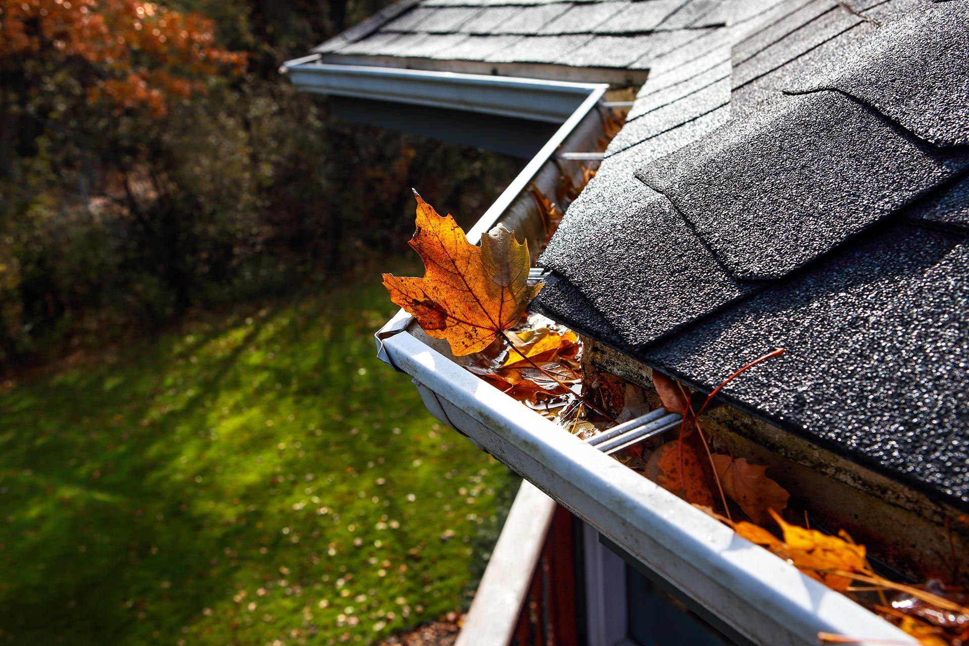 Rain gutter lined with orange autumn leaves beside a gray shingled roof Rain gutter lined with orange autumn leaves beside a gray shingled roof