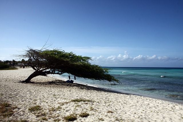 A tree is leaning over a sandy beach next to the ocean.