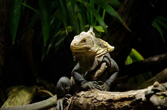 A lizard is sitting on a tree branch in the jungle.