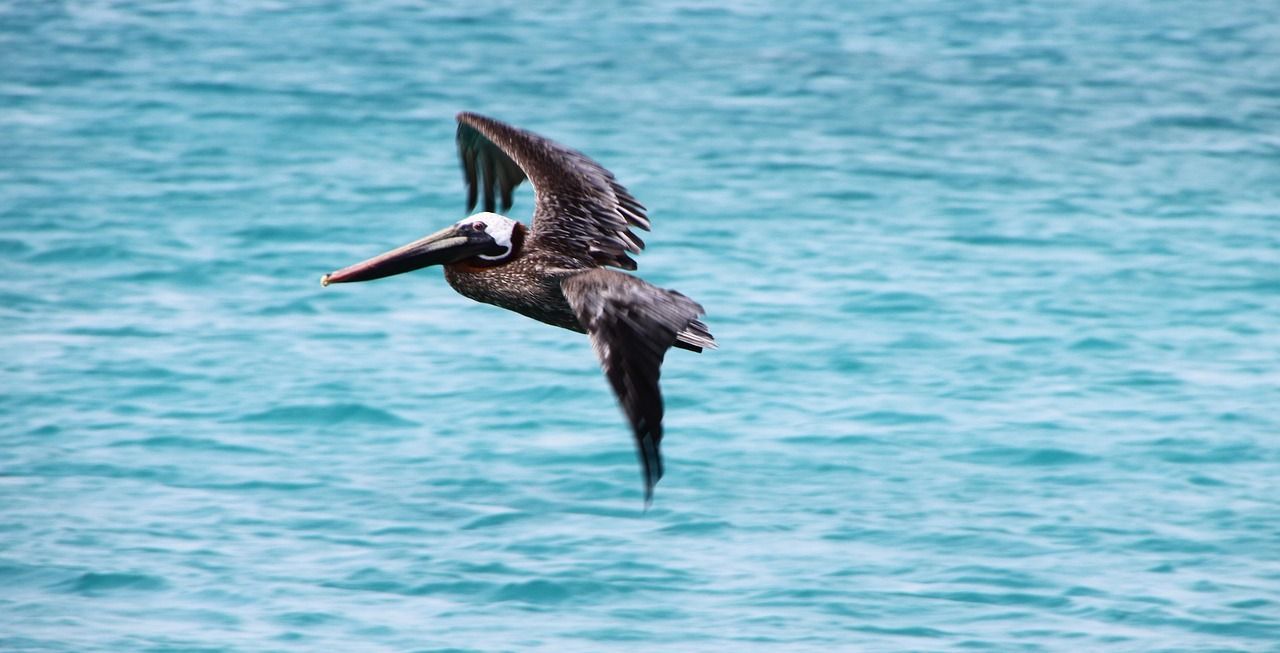 A pelican is flying over a body of water.